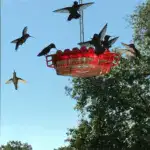 Mary's Hummingbird Feeder With Perch And Built-in Ant Moat - Image 8